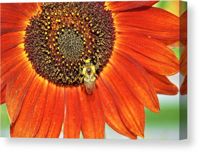 Orange Canvas Print featuring the photograph Bee on Sunflower 5 by James Cousineau