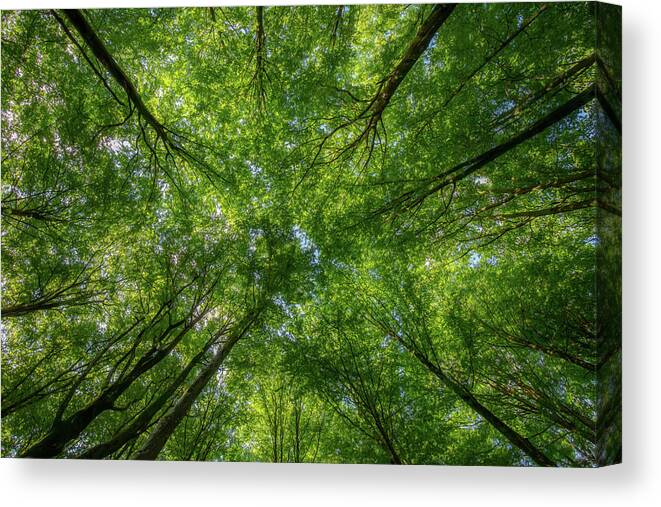 Beech Canvas Print featuring the photograph Beech Forest Canopy by Nicklas Gustafsson