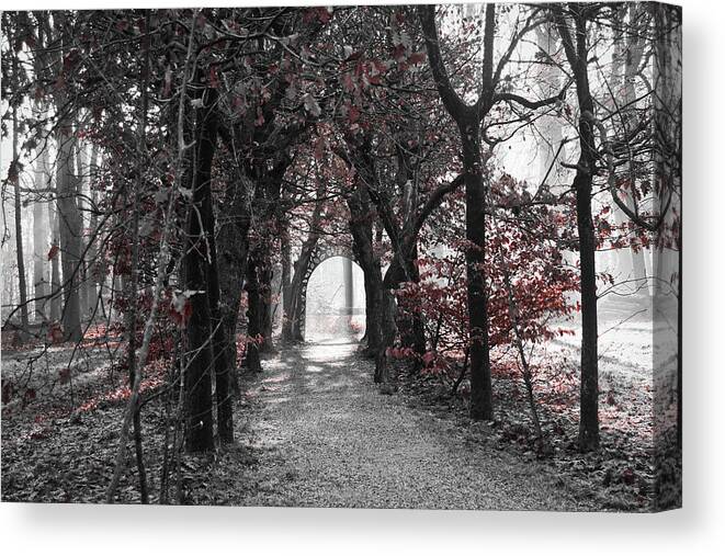 Landscape Canvas Print featuring the photograph Beech forest tunnel by MPhotographer