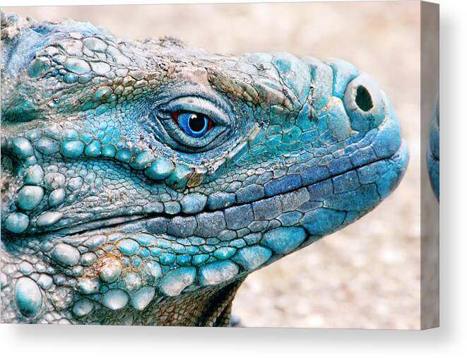 Grand Cayman Blue Iguana Canvas Print featuring the photograph Behind Blue Eyes by Iryna Goodall