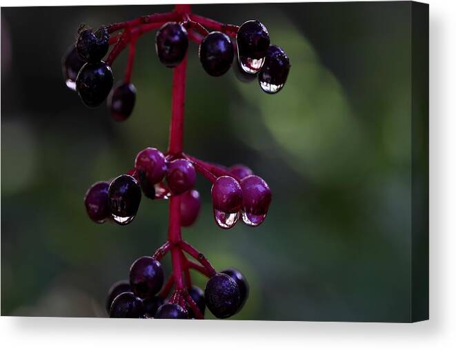 Rose Grape Canvas Print featuring the photograph Rose Grape 2 by Mingming Jiang