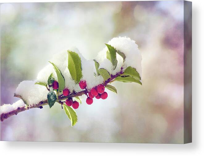 Branch Canvas Print featuring the photograph Berry Beautiful by Kathi Mirto