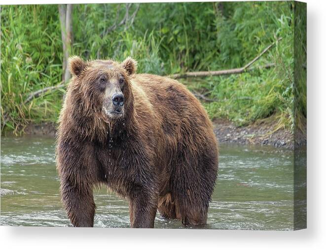 Bear Canvas Print featuring the photograph Big brown bear in river by Mikhail Kokhanchikov