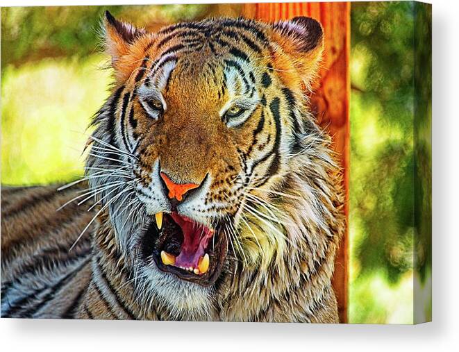 Animal Canvas Print featuring the photograph Big Cat Yawning by David Desautel