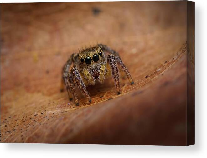 Jumping Spyder Oak Leaf 8 Legs Canvas Print featuring the photograph Big Eyes... by Timothy Harris
