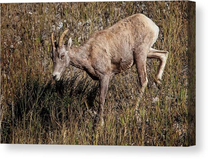 Rocky Mountain Canvas Print featuring the photograph Bighorn Ewe by Ronald Lutz