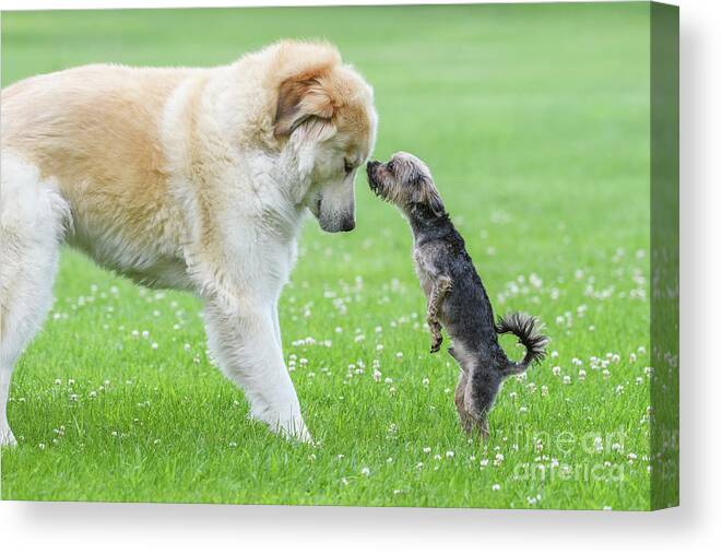 Canine Canvas Print featuring the photograph Bigness by Nina Stavlund