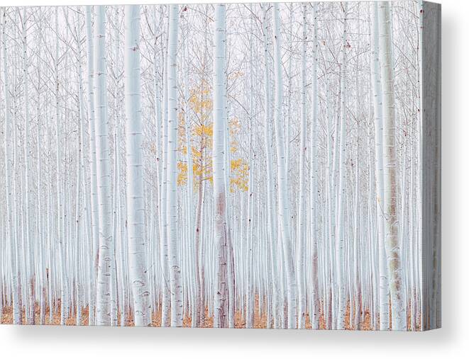 Landscape Canvas Print featuring the photograph Birch Grove by Mango Art