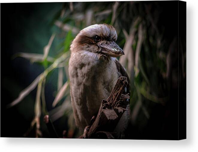 Bird Canvas Print featuring the photograph Bird by Anamar Pictures