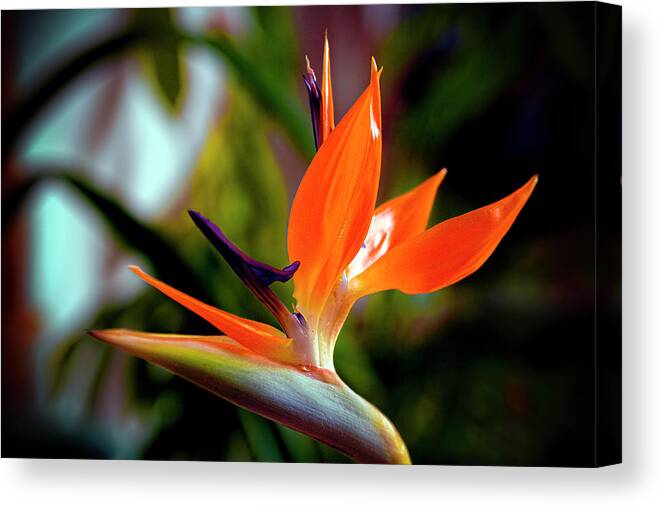 Bird Of Paradise Canvas Print featuring the photograph Bird of Paradise by Greg Reed