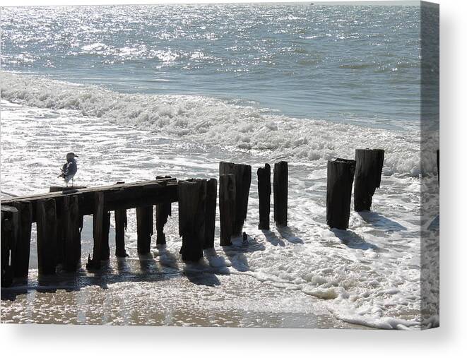 Seagull Canvas Print featuring the photograph Bird on a pier by Yvonne M Smith