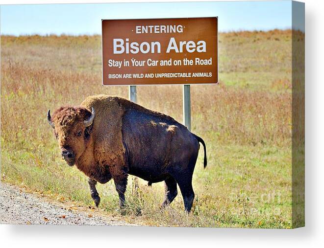 Bison Canvas Print featuring the photograph Bison, in Iowa by Yvonne M Smith