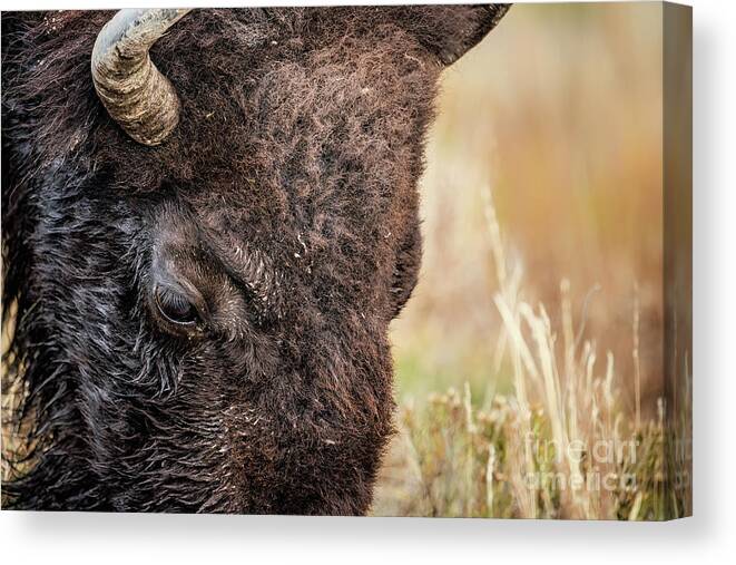 American Bison Canvas Print featuring the photograph Bison Portrait 2 by Al Andersen