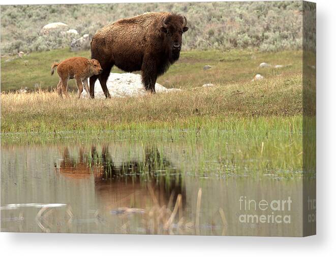 Yellowstone Canvas Print featuring the photograph Bison Red Dog With A Wary Eye by Adam Jewell