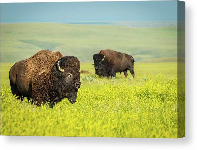 Grasslands Canvas Print featuring the photograph Bison by Tracy Munson