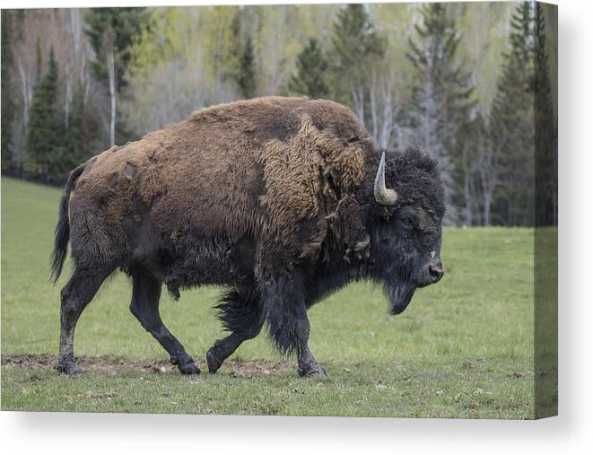 One Animal Canvas Print featuring the photograph Bison Walking by Gail Shotlander