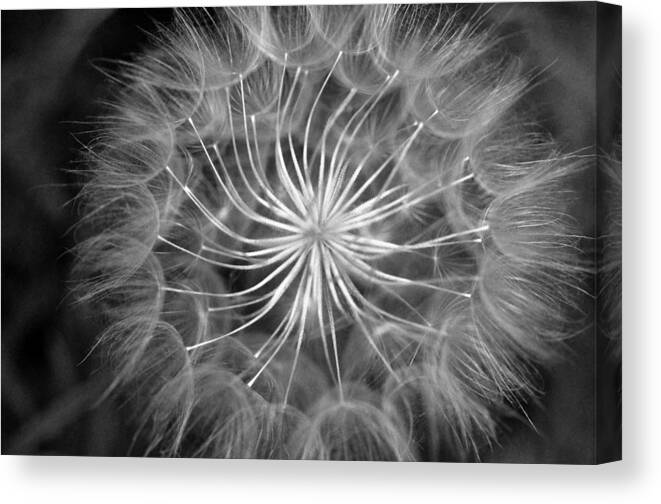 Nature Canvas Print featuring the photograph Black and White Dandelion 2 by Amy Fose