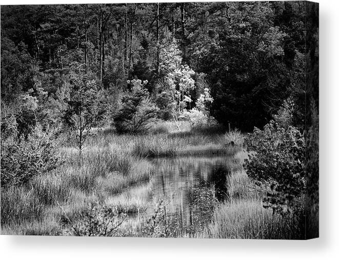 Marsh Canvas Print featuring the photograph Black and White Tidal Creek in the Croatan by Bob Decker