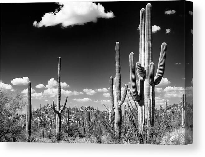 Arizona Canvas Print featuring the photograph Black Arizona Series - Saguaro Cactus Desert by Philippe HUGONNARD