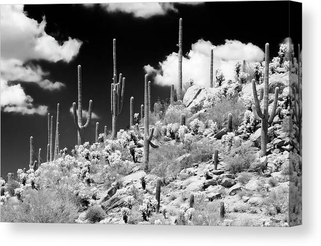 Arizona Canvas Print featuring the photograph Black Arizona Series - Saguaro Cactus Hill by Philippe HUGONNARD