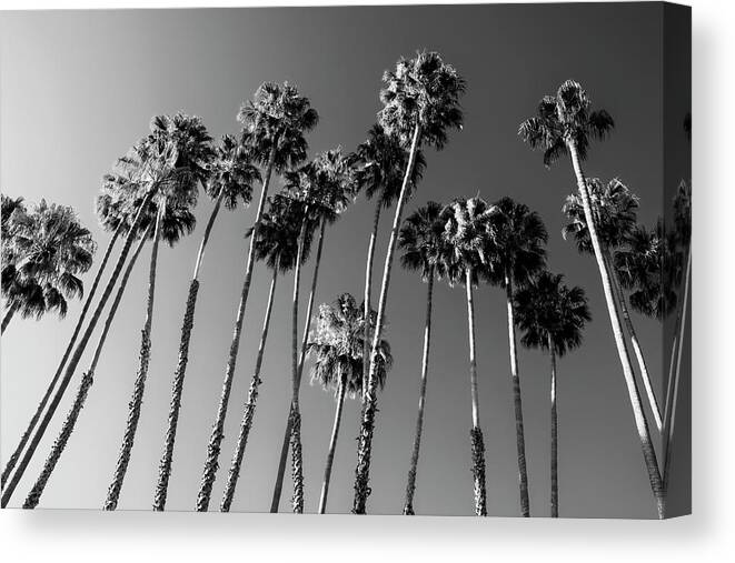 Palm Trees Canvas Print featuring the photograph Black California Series - Palm Trees Family by Philippe HUGONNARD