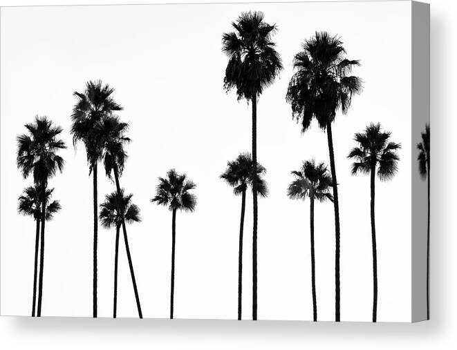 Palm Trees Canvas Print featuring the photograph Black California Series - Palm Trees L.A by Philippe HUGONNARD