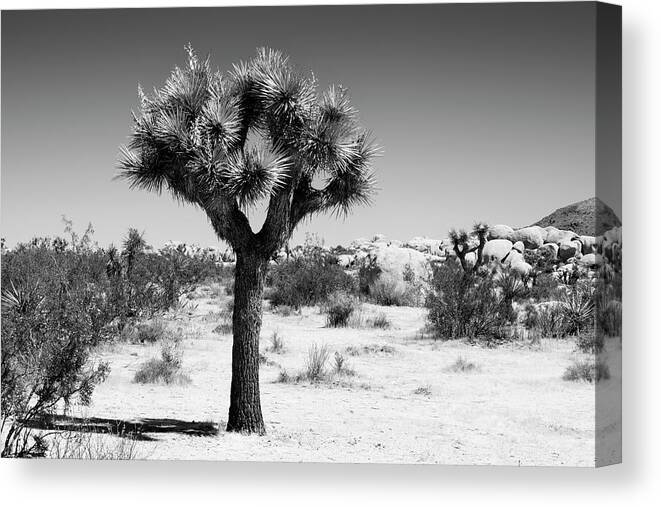 Desert Canvas Print featuring the photograph Black California Series - The Joshua Tree by Philippe HUGONNARD