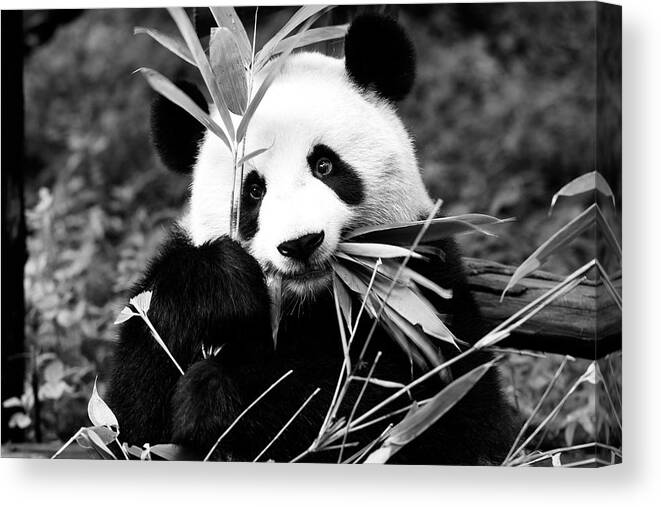 Bear Canvas Print featuring the photograph Black China Series - Panda by Philippe HUGONNARD