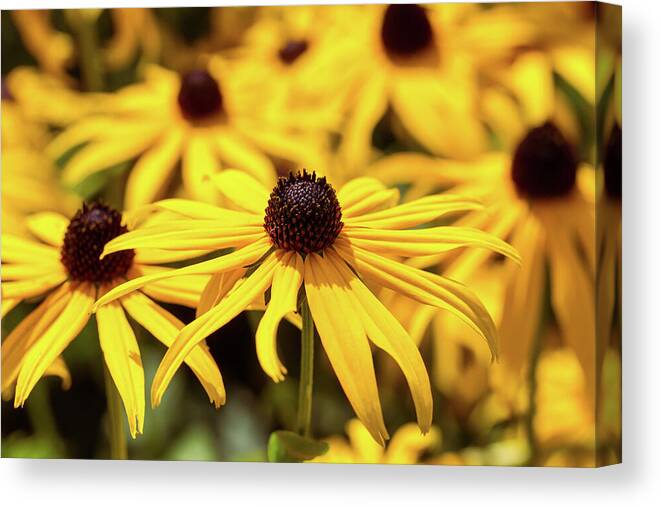 Flower Canvas Print featuring the photograph Black Eyed Susan by Tanya C Smith