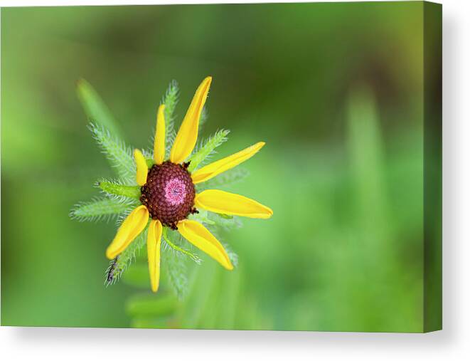 Rudbeckia Hirta Canvas Print featuring the photograph Black-Eyed Susan Young Bloom in the Croatan National Forest by Bob Decker