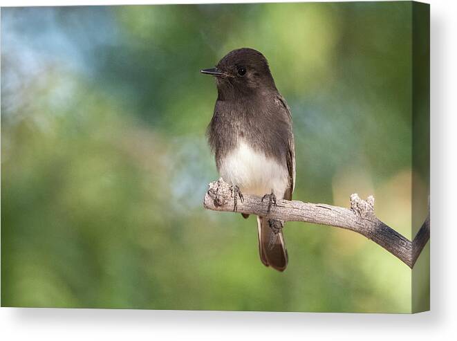 Black Phoebe Canvas Print featuring the photograph Black Phoebe 2765-111620-2 by Tam Ryan