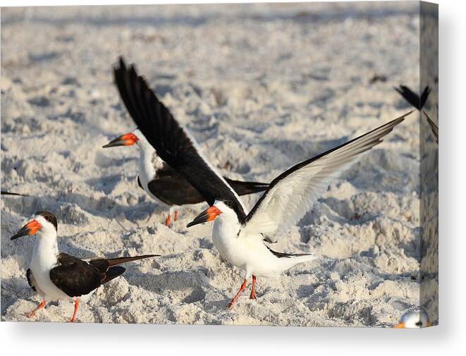 Black Skimmers Canvas Print featuring the photograph Small but not Insignificant-Black Skimmers by Mingming Jiang