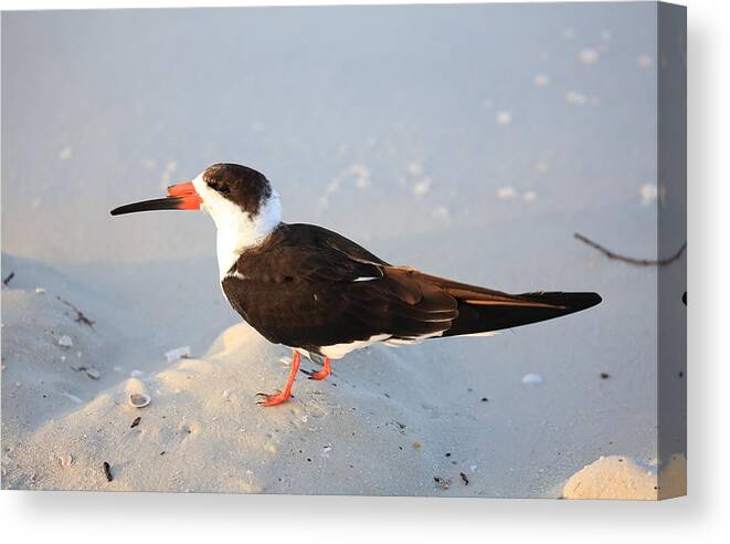 Black Skimmers Canvas Print featuring the photograph Black Skimmer by Mingming Jiang