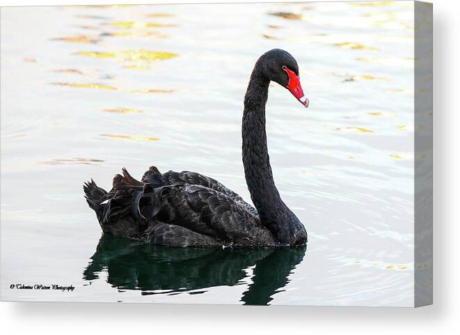 Black Swan Canvas Print featuring the photograph Black Swan by Tahmina Watson