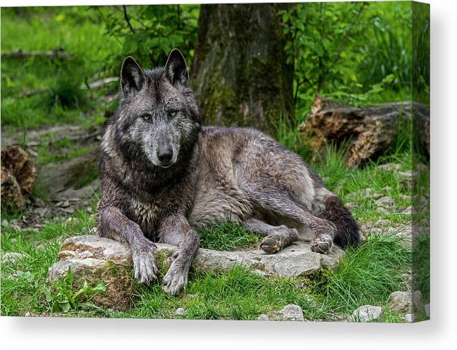 Black Canvas Print featuring the photograph Black Wolf in Wood by Arterra Picture Library