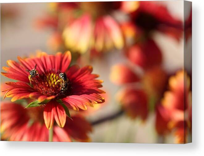 Blanket Flowers Canvas Print featuring the photograph Blanket Flowers by Mingming Jiang