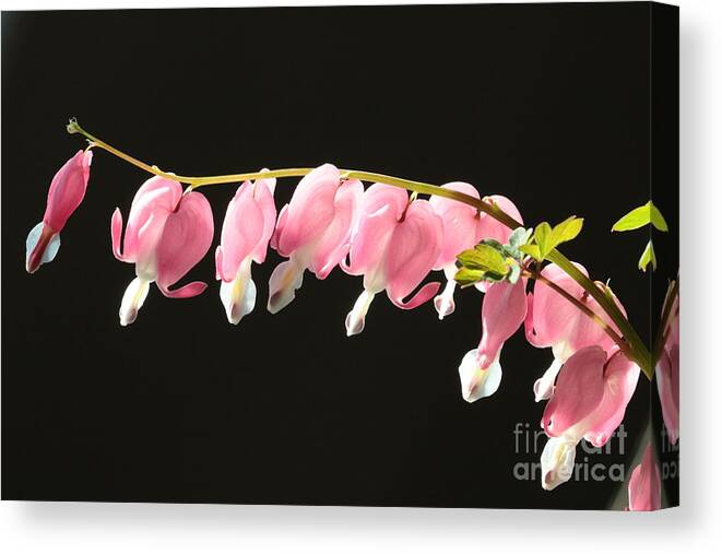 Bleeding Heart Canvas Print featuring the photograph Bleeding Hearts with Black Background by Carol Groenen