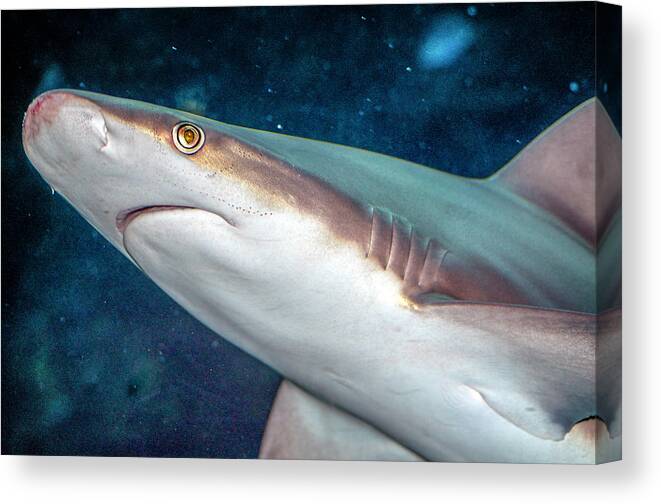 Bloody Canvas Print featuring the photograph Bloody Nosed Shark by WAZgriffin Digital