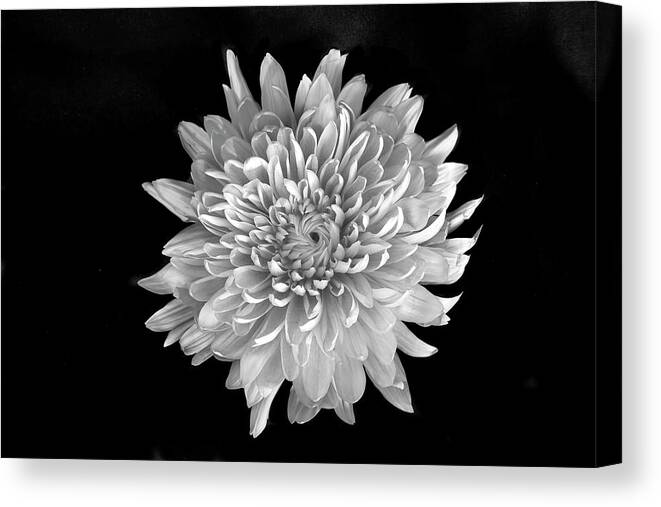 Flower Canvas Print featuring the photograph Blooming Chrysanthemum by Lori Hutchison