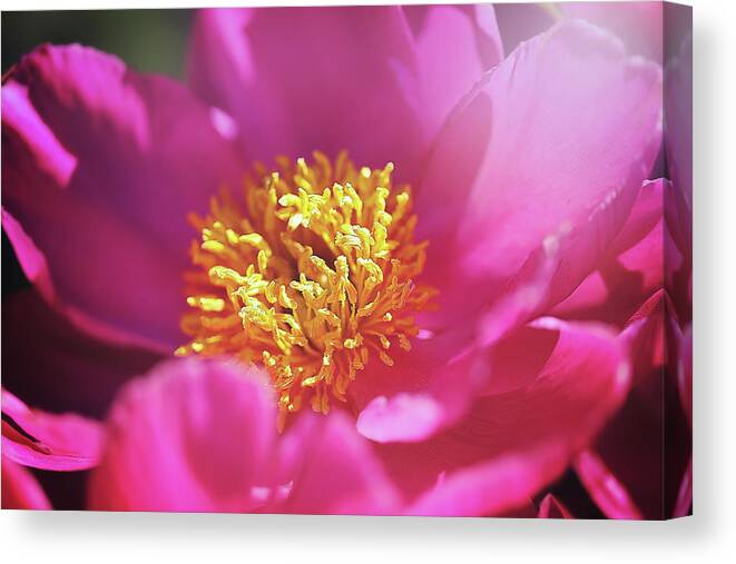  Canvas Print featuring the photograph Blooming Pinkie by Nicole Engstrom