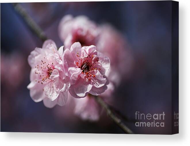 Blossom Pinks Canvas Print featuring the photograph Blossom Pinks And Blue by Joy Watson
