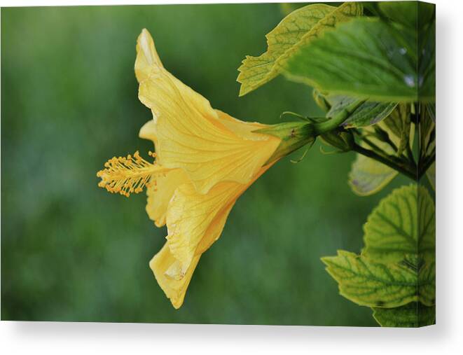 Flower Canvas Print featuring the photograph Blow Your Horn Hibiscus Flower by Gaby Ethington