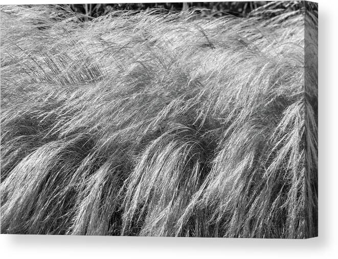 Grass Canvas Print featuring the photograph Blowing in the Wind by Mary Anne Delgado