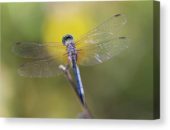 Dragonfly Canvas Print featuring the photograph Blue Dasher Spotlight by Paul Rebmann
