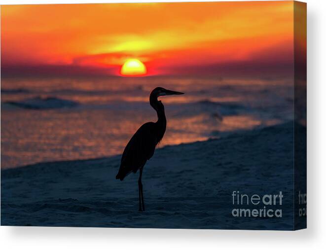 Great Canvas Print featuring the photograph Blue Heron Beach Sunset by Beachtown Views