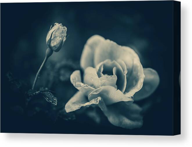 Rose Canvas Print featuring the photograph Blue Rose by Naomi Maya