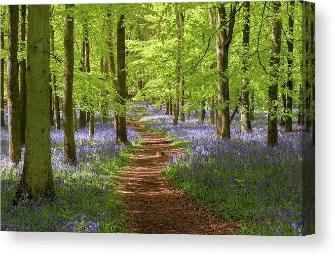 Ashridge Estate Canvas Print featuring the photograph Bluebell Wood, England, UK by Sarah Howard