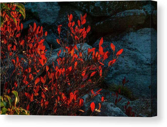 Leaves Canvas Print featuring the photograph Blueberry leaves in a rock garden by Dan Friend