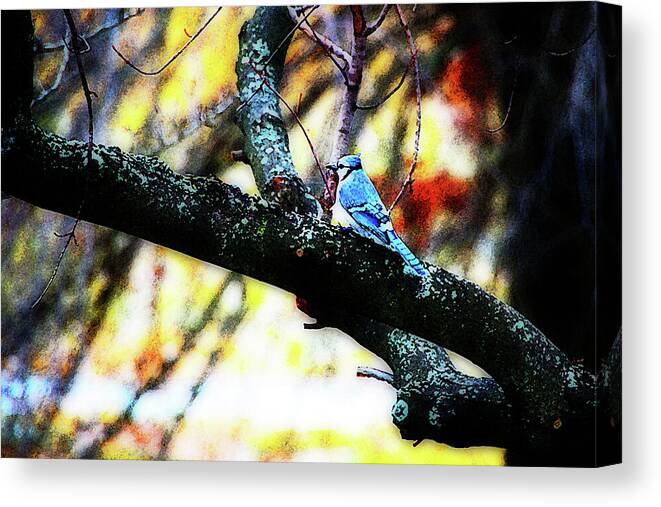 Bluejay Canvas Print featuring the photograph BlueJay in Watercolor by Simone Hester