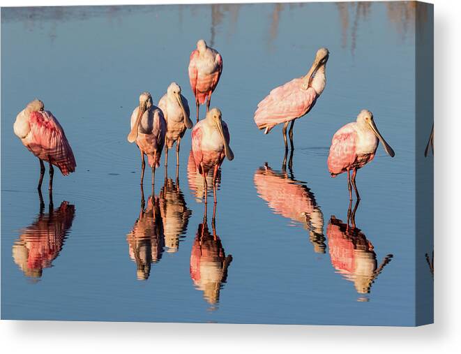 Roseate Spoonbill Canvas Print featuring the photograph Board Meeting by Jim Miller